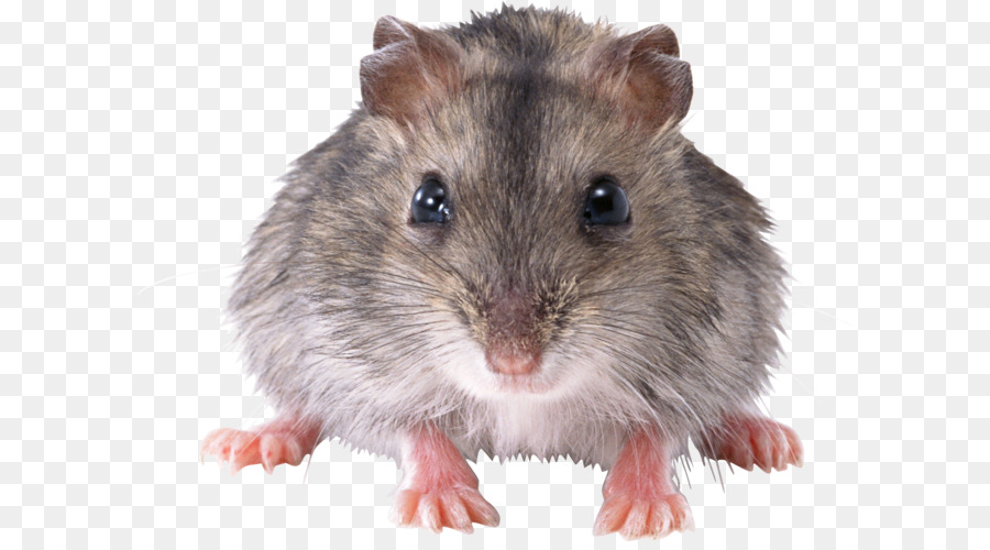Detail Gambar Tikus Png Nomer 36