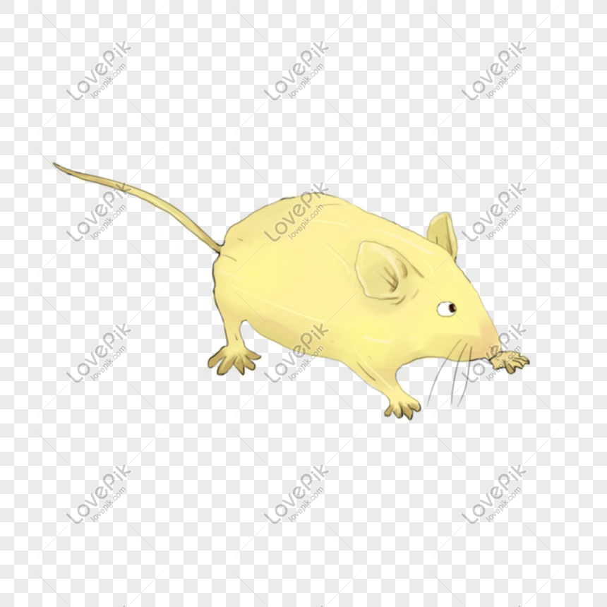 Detail Gambar Tikus Png Nomer 58