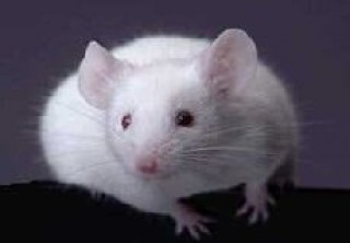 Detail Gambar Tikus Putih Nomer 12