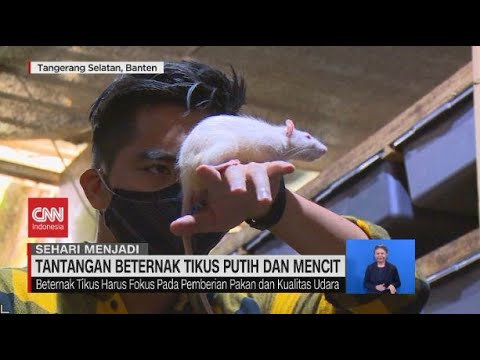 Detail Gambar Tikus Putih Nomer 15