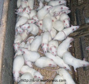 Download Gambar Tikus Putih Nomer 37