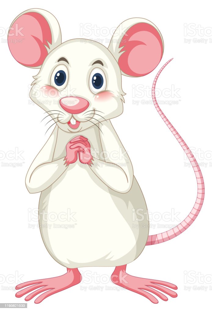 Detail Gambar Tikus Putih Nomer 40