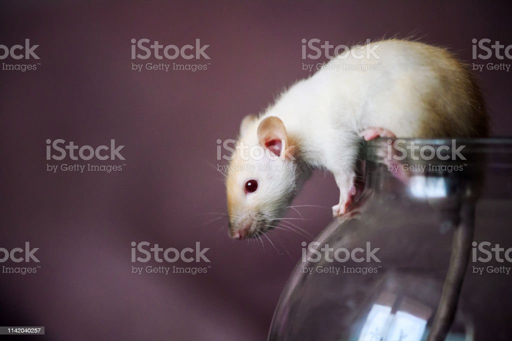 Detail Gambar Tikus Putih Nomer 55
