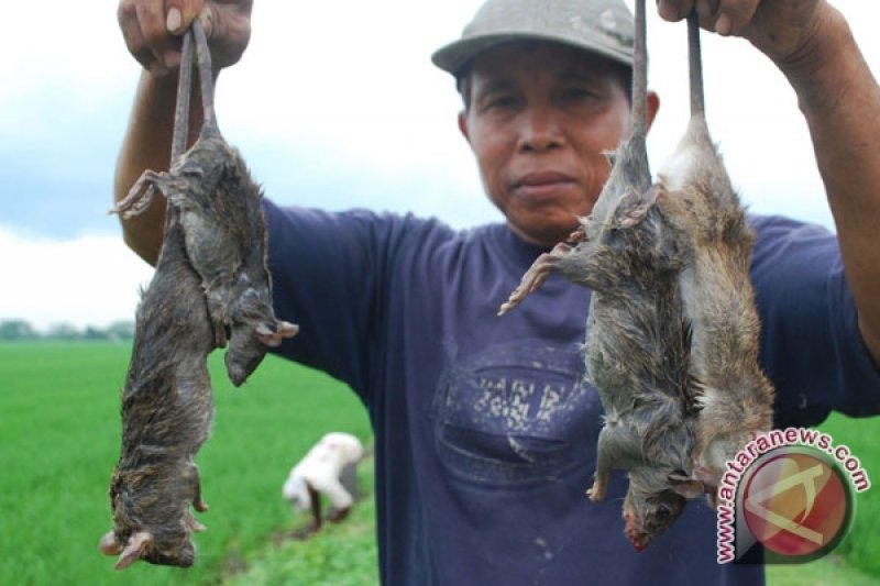 Detail Gambar Tikus Sawah Nomer 9