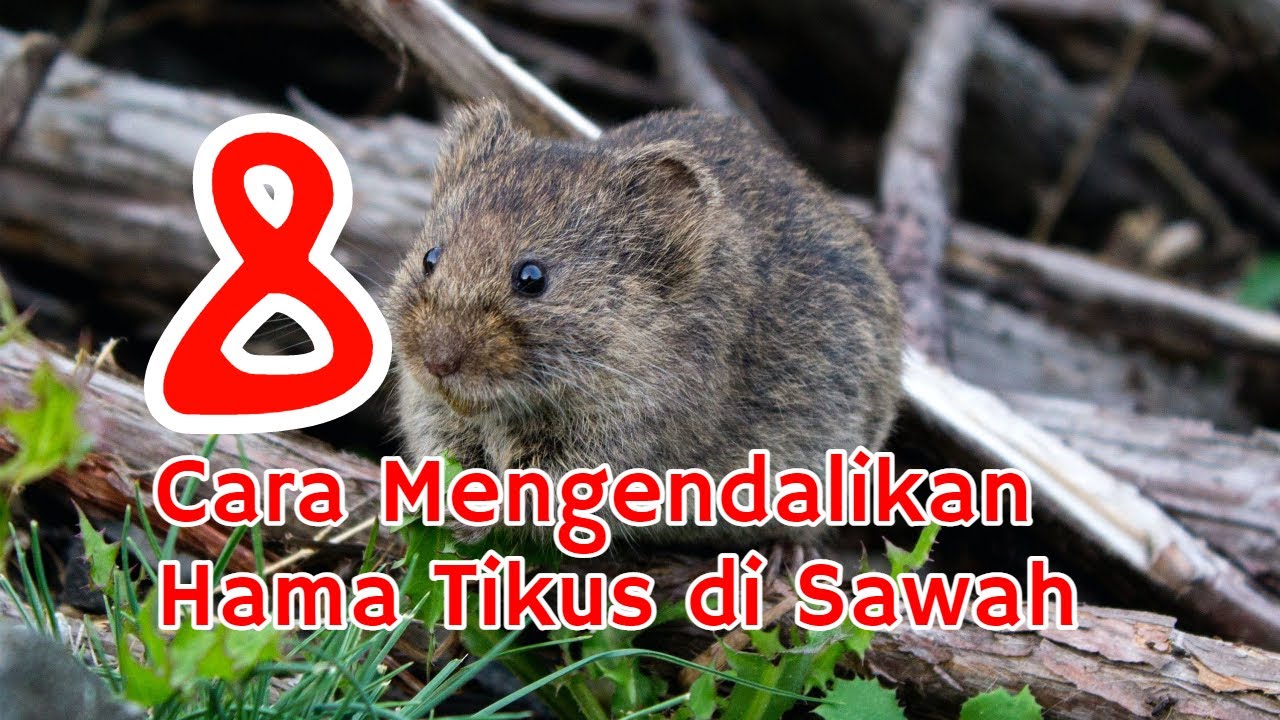 Detail Gambar Tikus Sawah Nomer 35