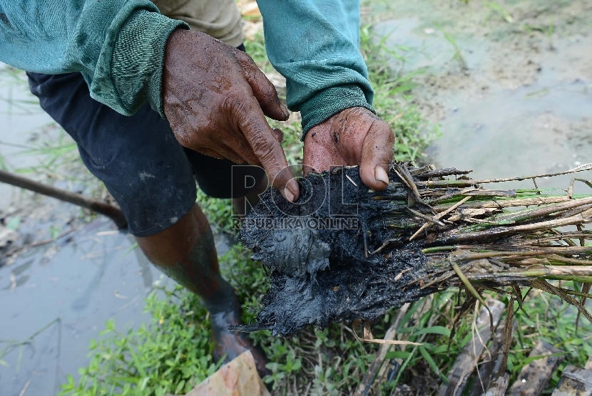 Detail Gambar Tikus Sawah Nomer 44