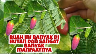 Detail Gambar Timun Tikus Nomer 20