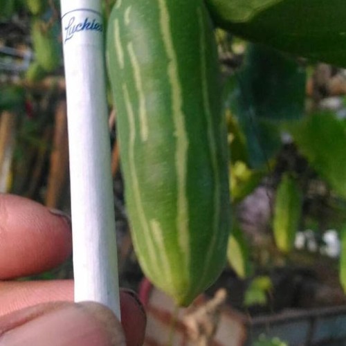Detail Gambar Timun Tikus Nomer 27