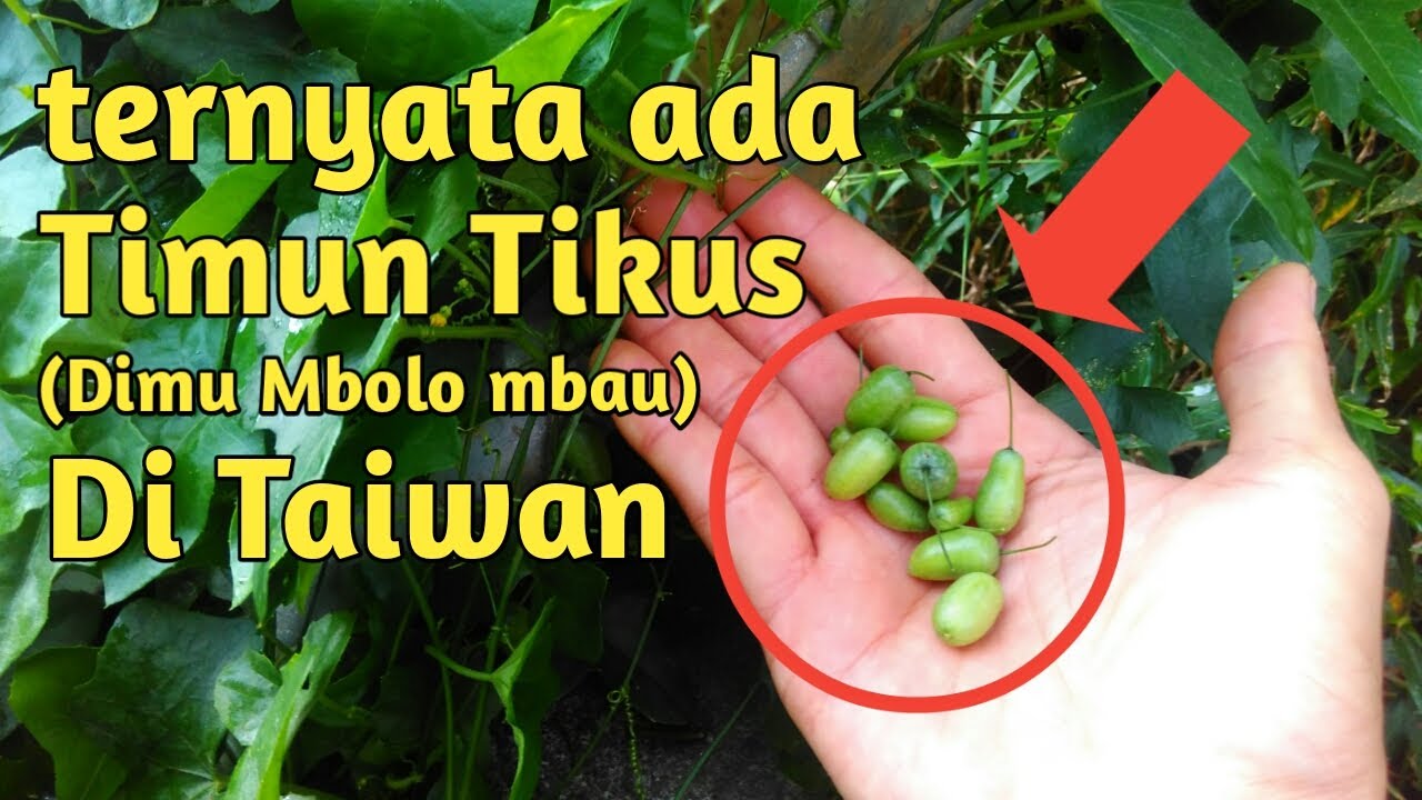 Detail Gambar Timun Tikus Nomer 34
