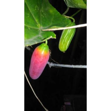 Detail Gambar Timun Tikus Nomer 7