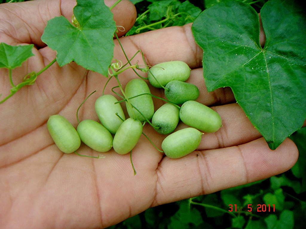 Detail Gambar Timun Tikus Nomer 8