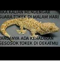Detail Gambar Tokek Lucu Nomer 53