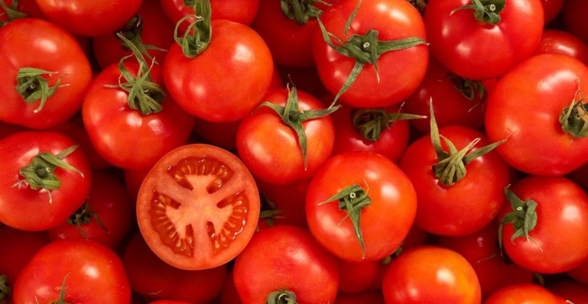 Detail Gambar Tomat Buah Dan Tomat Sayur Nomer 22