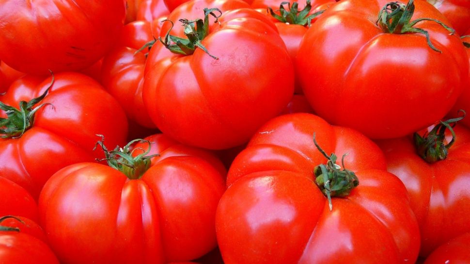 Detail Gambar Tomat Buah Dan Tomat Sayur Nomer 24