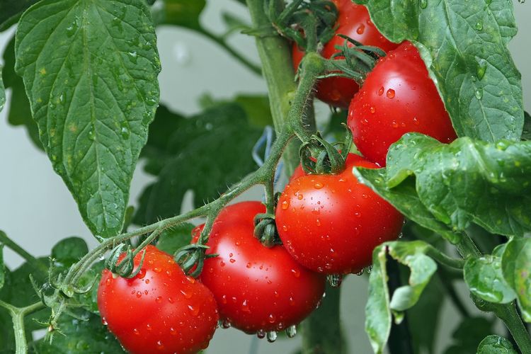 Detail Gambar Tomat Buah Dan Tomat Sayur Nomer 37