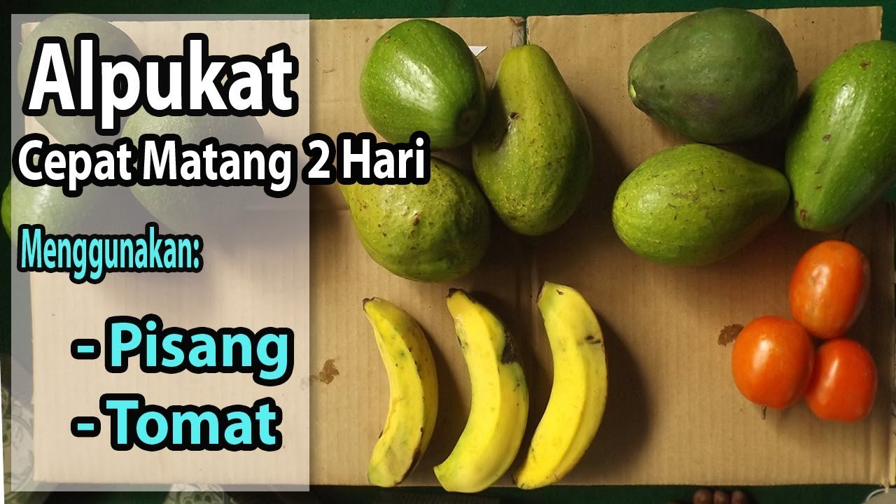 Detail Gambar Tomat Pisang Mangga Nomer 17