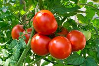 Gambar Tomat Sayur - KibrisPDR