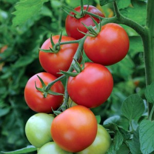 Detail Gambar Tomat Sayur Nomer 15