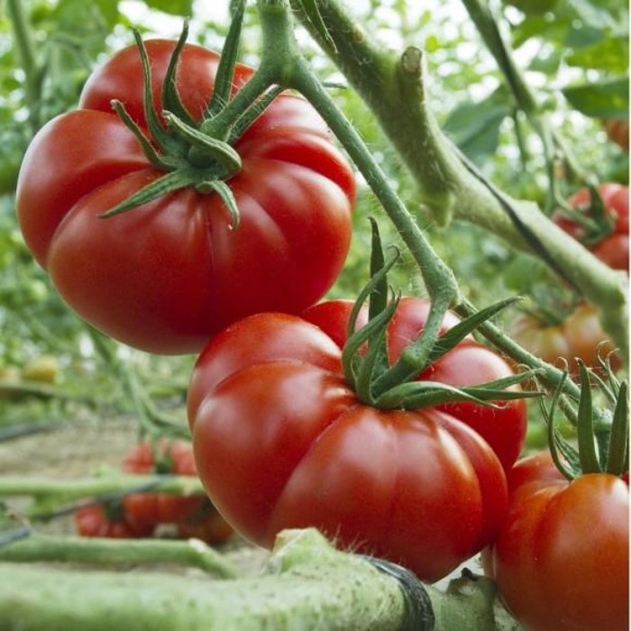 Detail Gambar Tomat Sayur Nomer 18