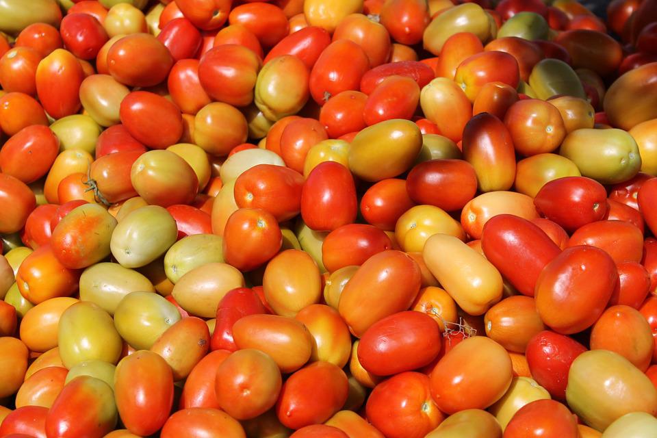 Detail Gambar Tomat Sayur Nomer 21