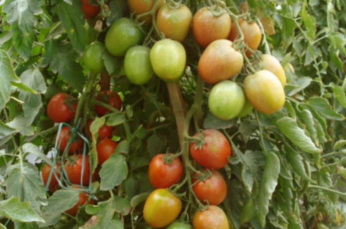 Detail Gambar Tomat Sayur Nomer 26