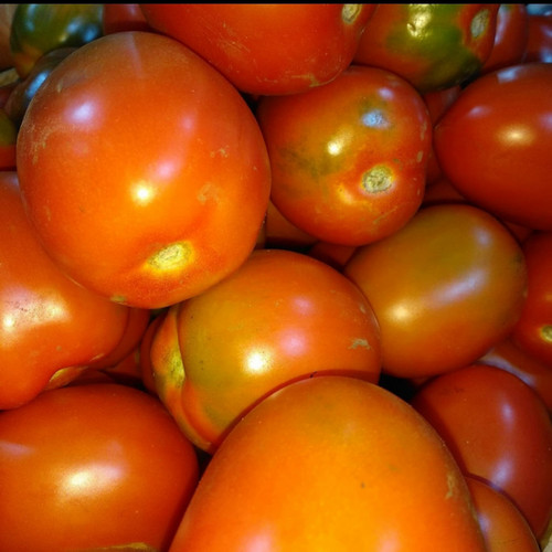 Detail Gambar Tomat Sayur Nomer 34