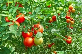 Detail Gambar Tomat Sayur Nomer 52