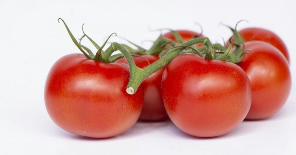 Detail Gambar Tomat Sayur Nomer 54