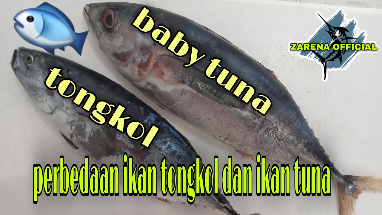 Detail Gambar Tongkol Dan Tuna Nomer 12