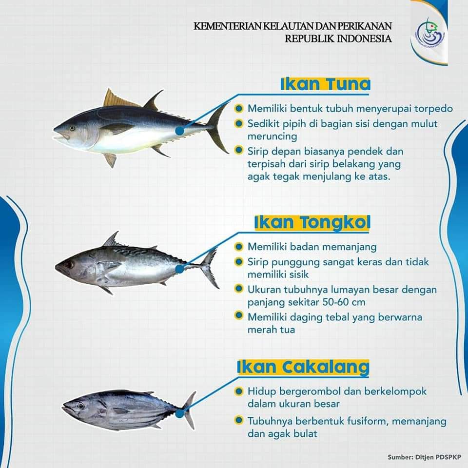 Detail Gambar Tongkol Dan Tuna Nomer 16