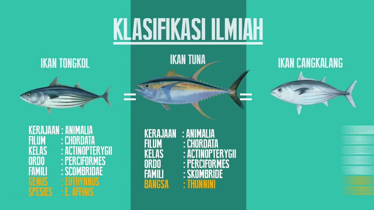 Detail Gambar Tongkol Dan Tuna Nomer 23