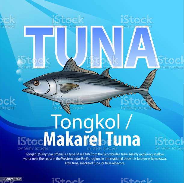 Detail Gambar Tongkol Dan Tuna Nomer 26