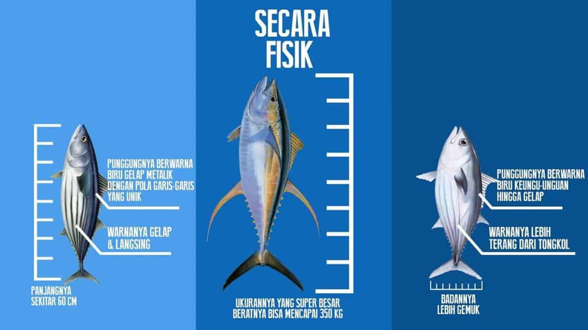 Detail Gambar Tongkol Dan Tuna Nomer 3