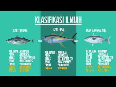 Detail Gambar Tongkol Dan Tuna Nomer 37