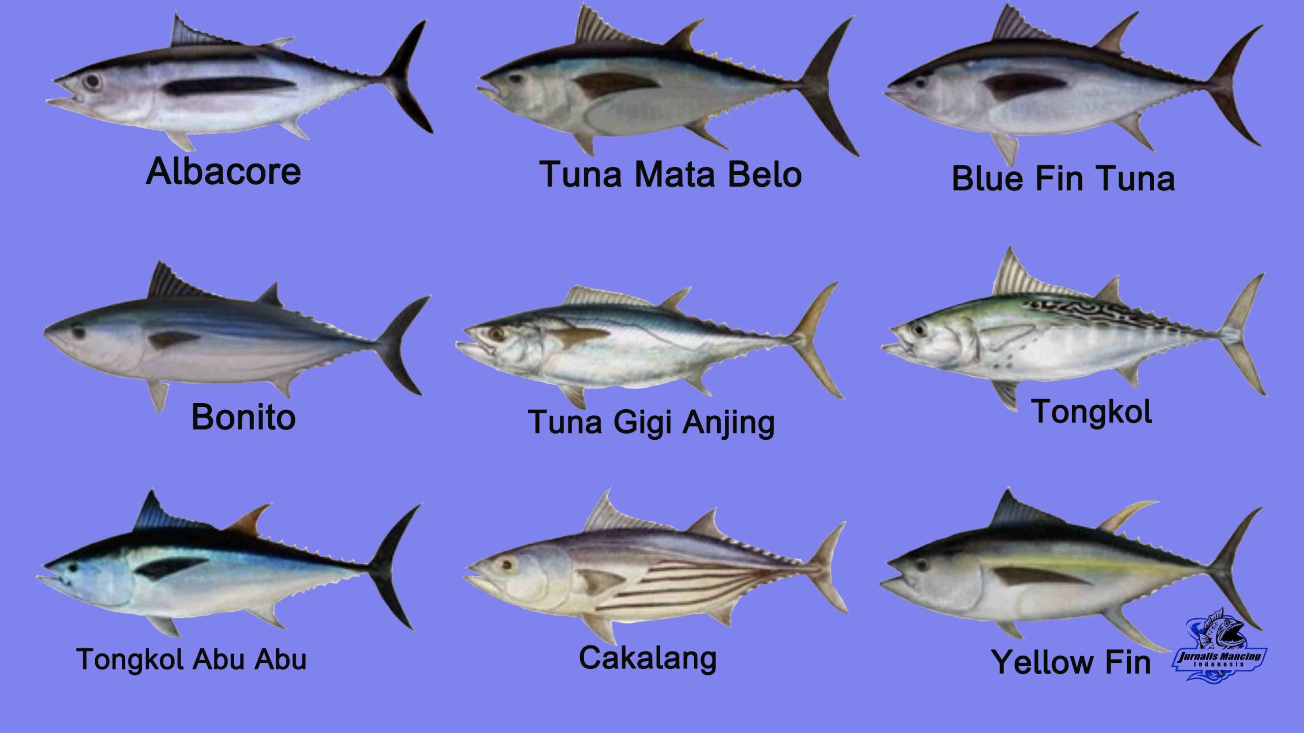 Detail Gambar Tongkol Dan Tuna Nomer 8