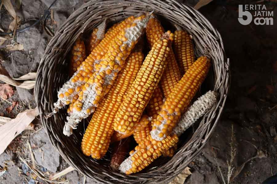 Detail Gambar Tongkol Tanaman Jagung Nomer 28