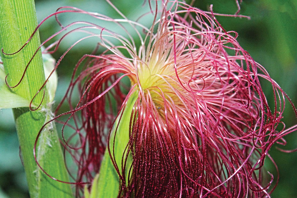 Detail Gambar Tongkol Tanaman Jagung Nomer 31