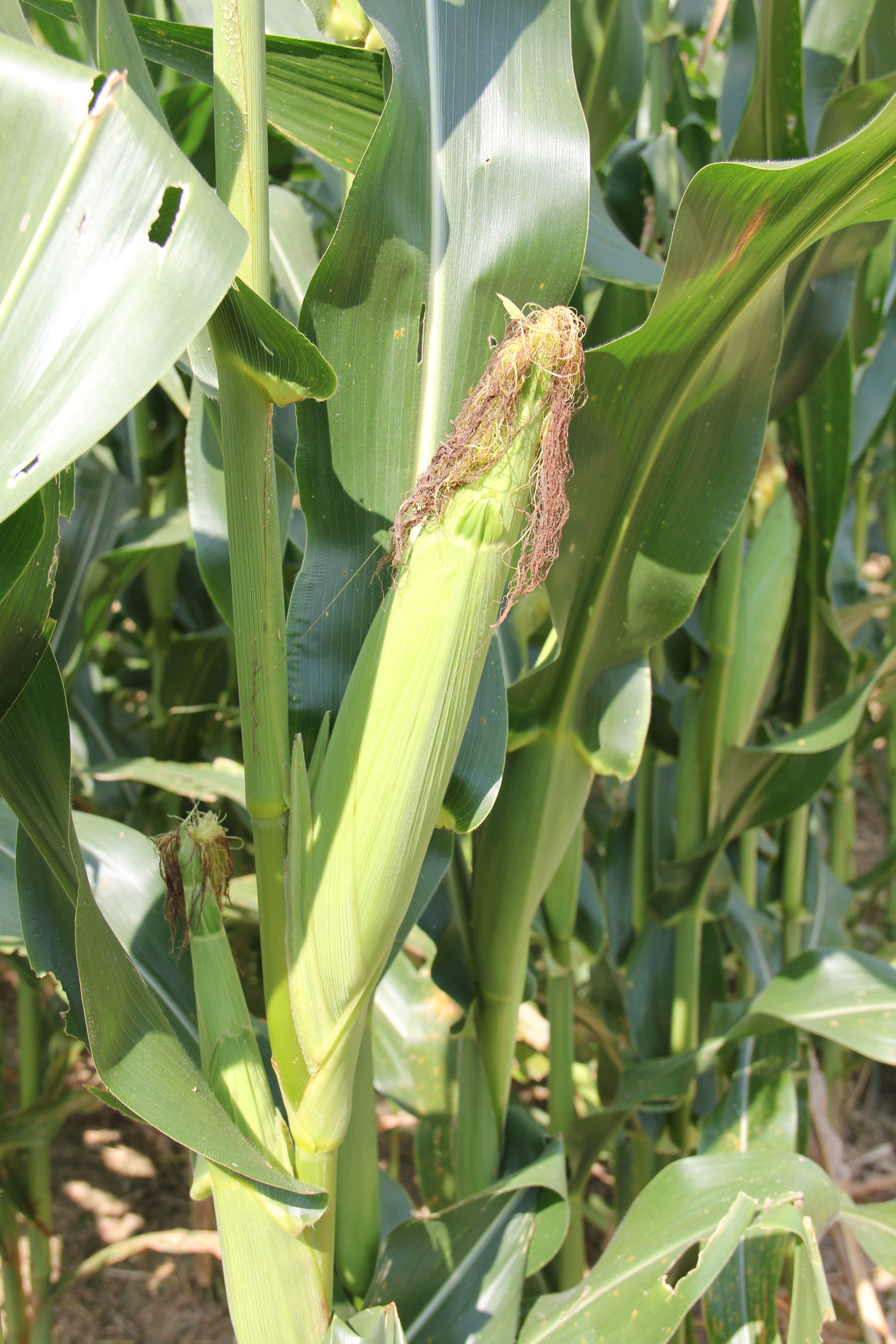 Detail Gambar Tongkol Tanaman Jagung Nomer 4