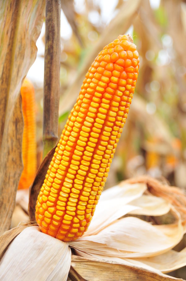 Detail Gambar Tongkol Tanaman Jagung Nomer 5