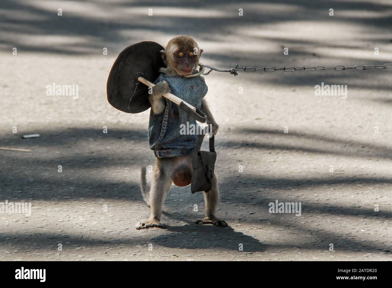 Detail Gambar Topeng Monyet Nomer 21