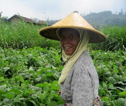 Detail Gambar Topi Caping Petani Nomer 25