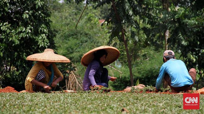 Detail Gambar Topi Caping Petani Nomer 29