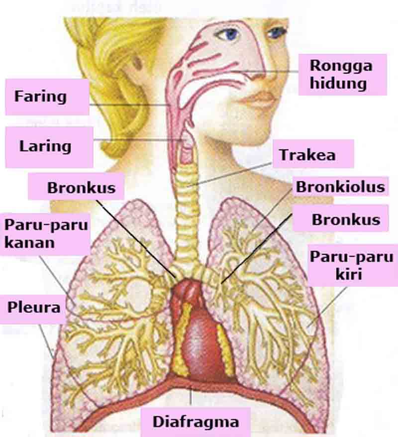 Detail Gambar Trakea Dan Diafragma Nomer 12