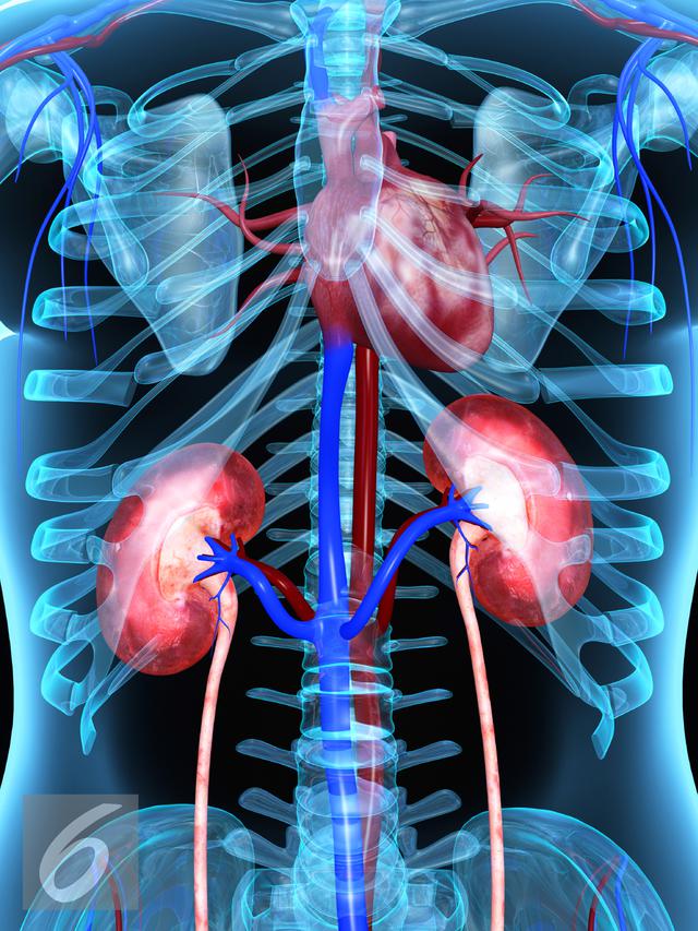 Detail Gambar Transplantasi Ginjal Nomer 47