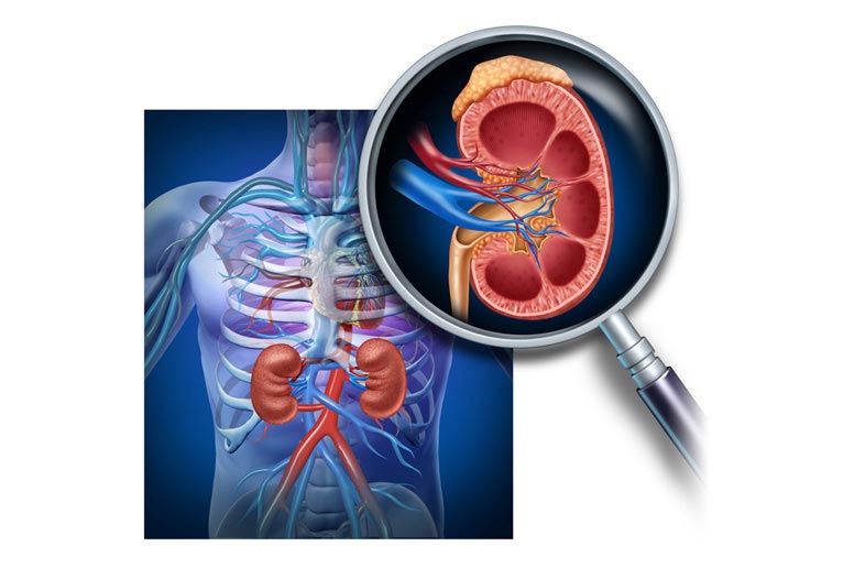 Detail Gambar Transplantasi Ginjal Gambar Transplantasi Jantung Nomer 29