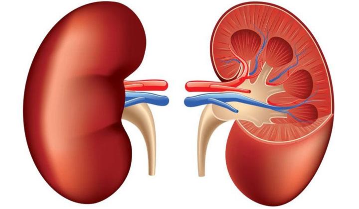 Detail Gambar Transplantasi Ginjal Gambar Transplantasi Jantung Nomer 46