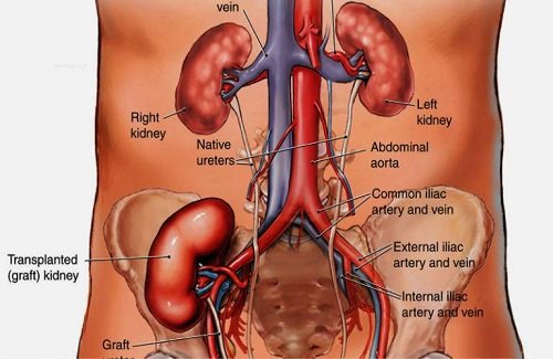 Detail Gambar Transplantasi Organ Pencernaan Nomer 14
