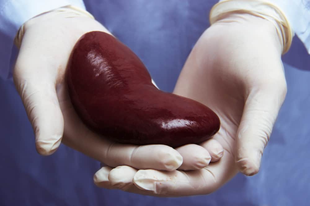 Detail Gambar Transplantasi Organ Pencernaan Nomer 15