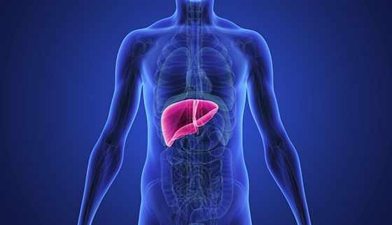 Detail Gambar Transplantasi Organ Pencernaan Nomer 39