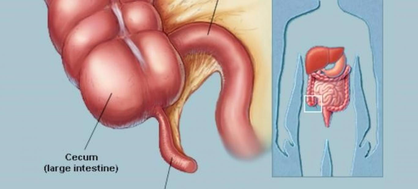 Detail Gambar Transplantasi Organ Pencernaan Nomer 49